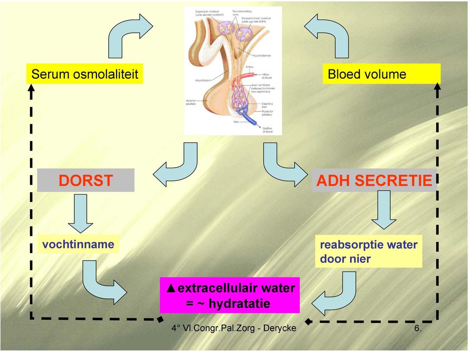 water door nier extracellulair water =