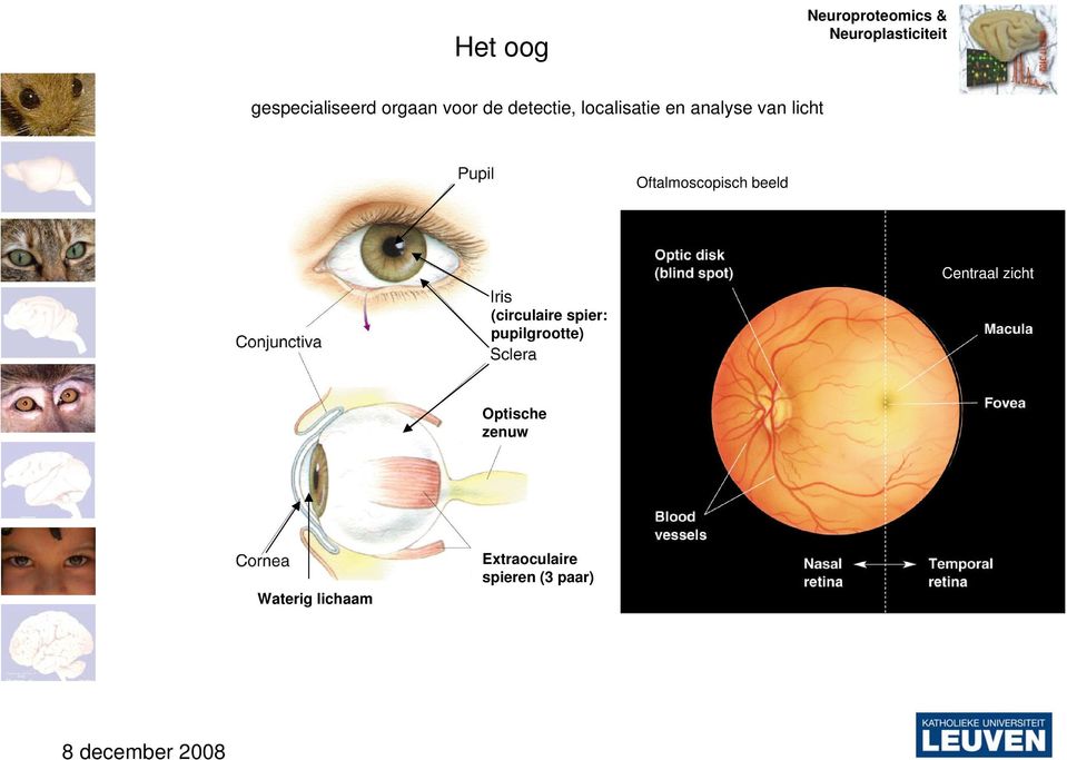 beeld Centraal zicht (circulaire spier: pupilgrootte)