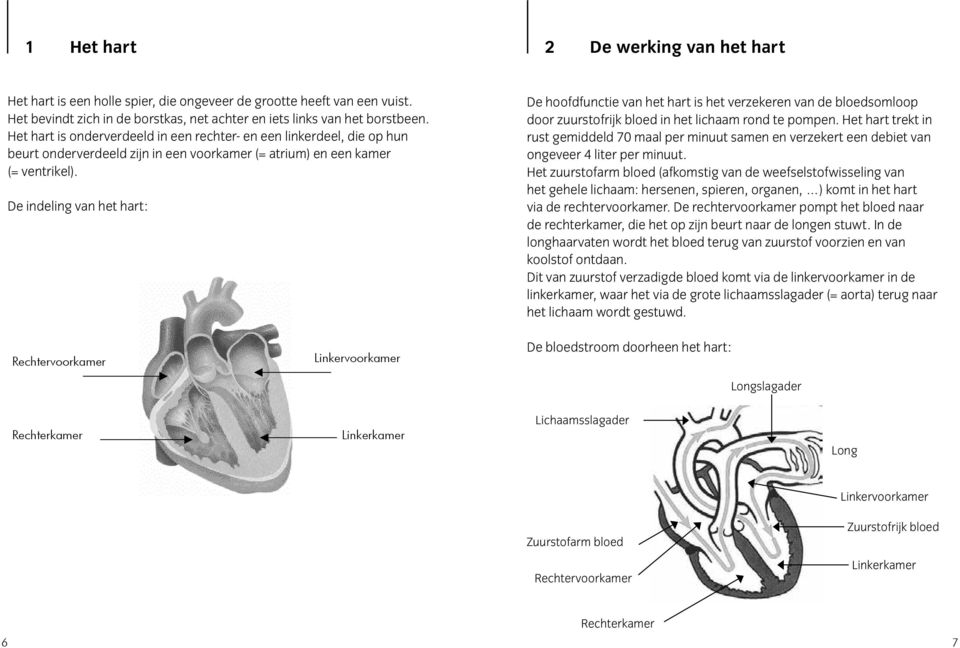 De indeling van het hart: De hoofdfunctie van het hart is het verzekeren van de bloedsomloop door zuurstofrijk bloed in het lichaam rond te pompen.