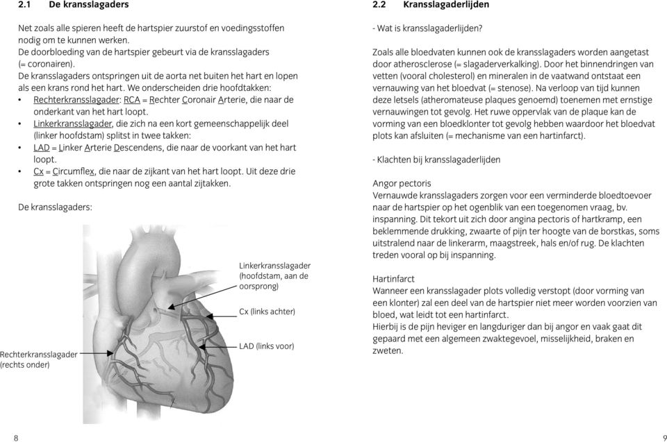 We onderscheiden drie hoofdtakken: Rechterkransslagader: RCA = Rechter Coronair Arterie, die naar de onderkant van het hart loopt.