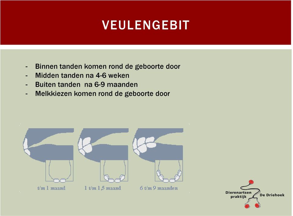 4-6 weken - Buiten tanden na 6-9