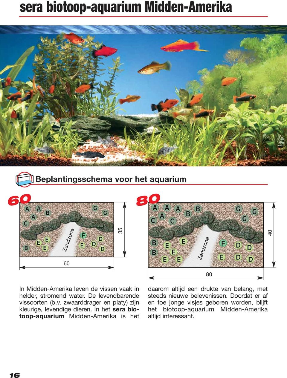 In het sera biotoop-aquarium Midden-Amerika is het daarom altijd een drukte van belang, met steeds nieuwe belevenissen.