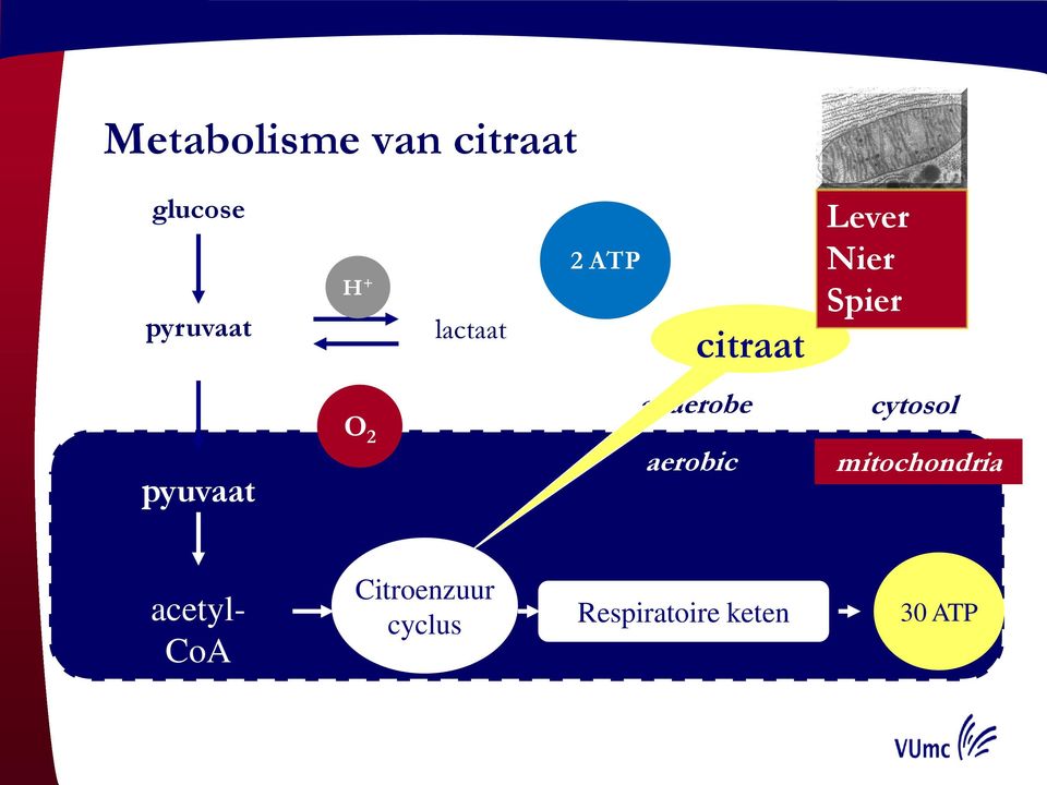 O 2 anaerobe aerobic cytosol mitochondria