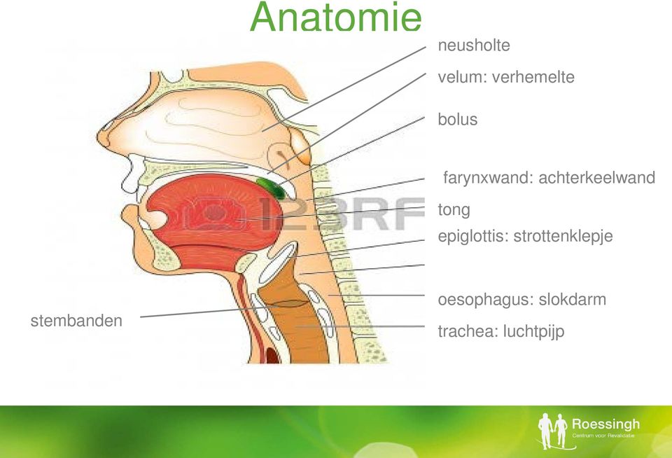 epiglottis: strottenklepje stembanden