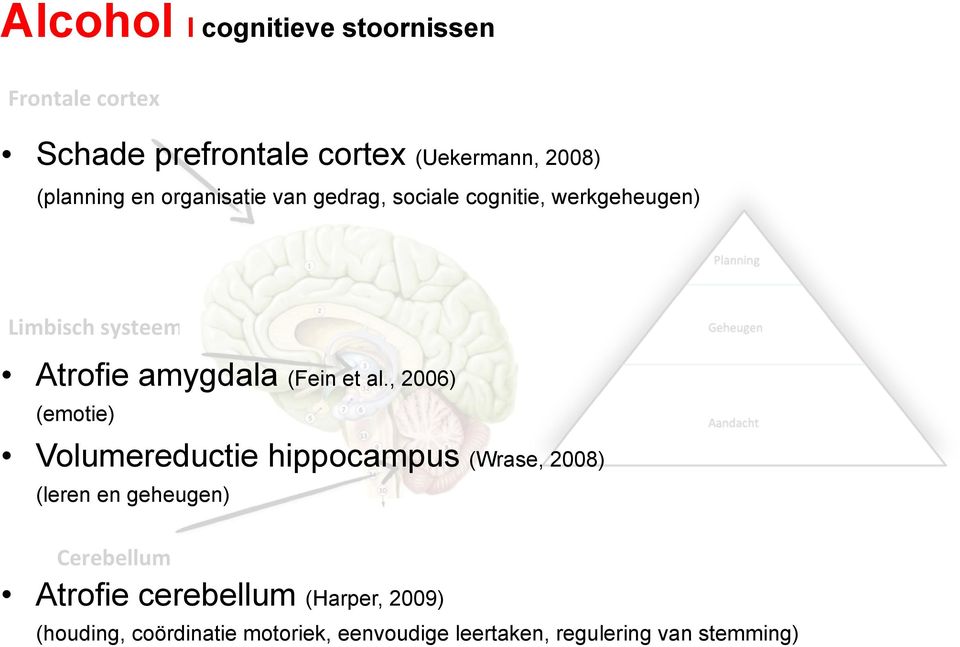 al., 2006) (emotie) Volumereductie hippocampus (Wrase, 2008) (leren en geheugen) Cerebellum Atrofie