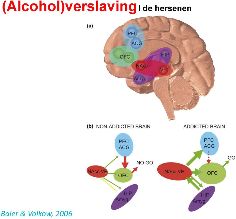 of drug self-admin-, although there is lack of s studies show that, when s, ecstasy can produce longfunction in rats [31] and nd chronic changes that g upon multiple signaling idly evolving.