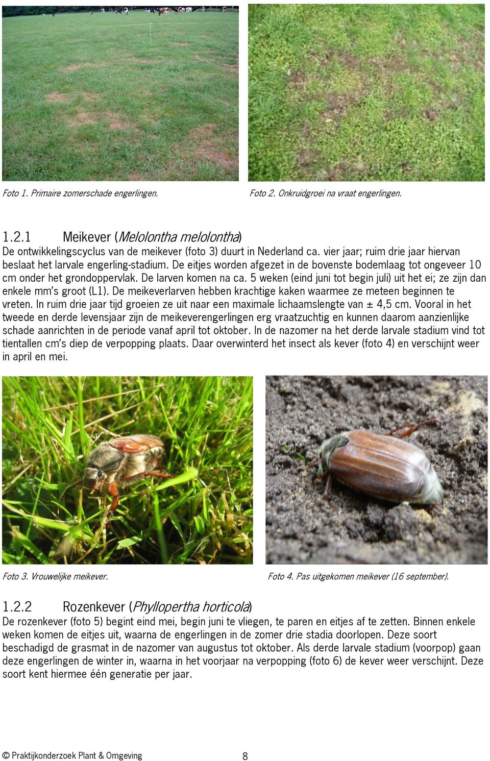 5 weken (eind juni tot begin juli) uit het ei; ze zijn dan enkele mm s groot (L1). De meikeverlarven hebben krachtige kaken waarmee ze meteen beginnen te vreten.