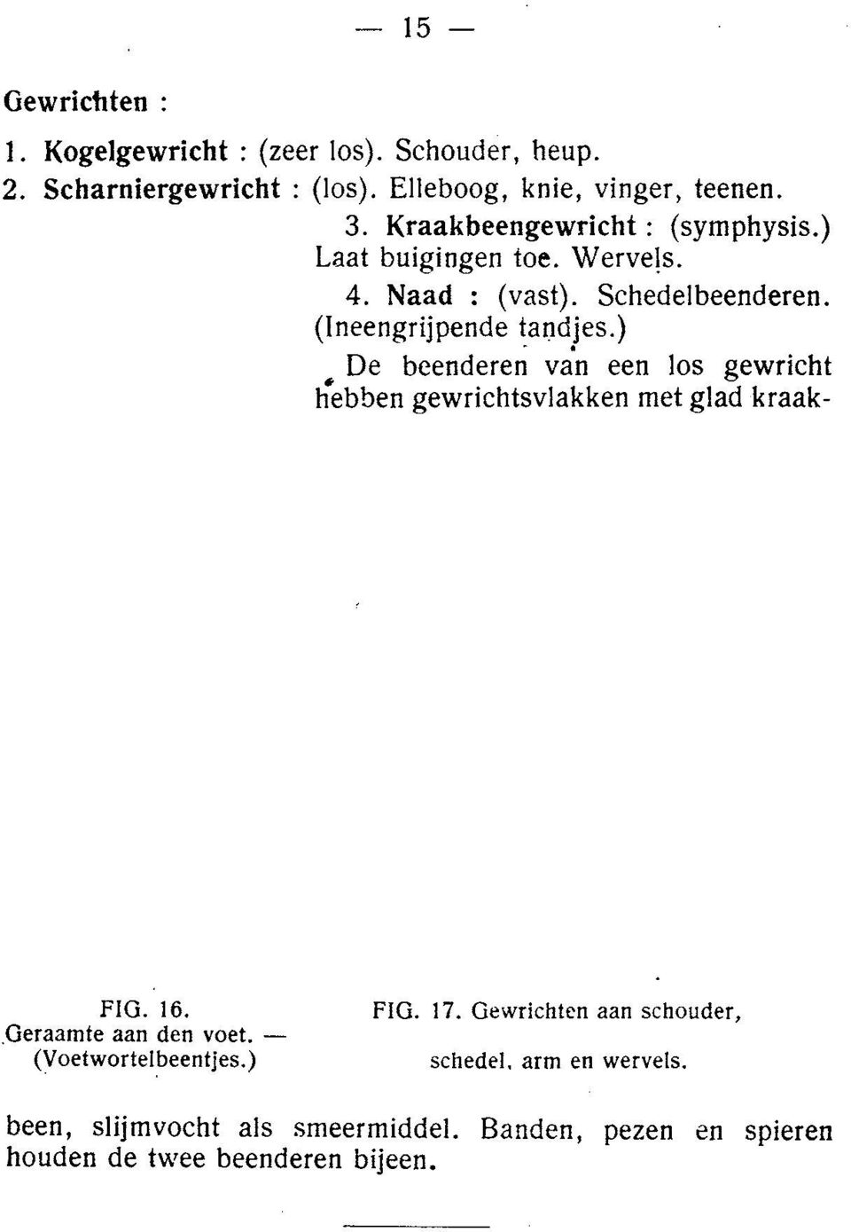 ) De beenderen van een los gewrickt hebben gewrichtsvlakken met glad kraak- FIG. 16. Geraamte aan den voet. (Voetwortelbeentjes.