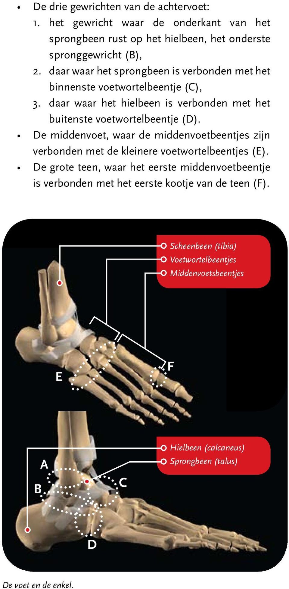 daar waar het hielbeen is verbonden met het buitenste voetwortelbeentje (D). verbonden met de kleinere voetwortelbeentjes (E).