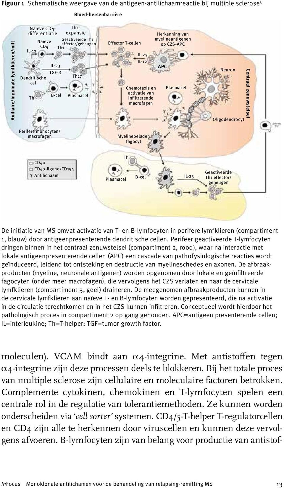van myelineantigenen op CZS-APC APC Plasmacel Neuron Oligodendrocyt Centraal zenuwstelsel Perifere monocyten/ macrofagen Myelinebeladen fagocyt CD40 CD40-ligand/CD154 Antilichaam Plasmacel Th B-cel