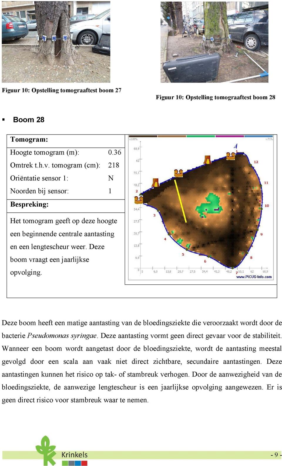 Deze boom vraagt een jaarlijkse opvolging. Deze boom heeft een matige aantasting van de bloedingsziekte die veroorzaakt wordt door de bacterie Pseudomonas syringae.