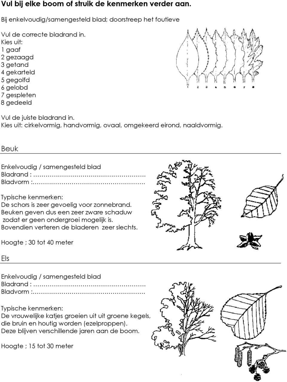 Kies uit: cirkelvormig, handvormig, ovaal, omgekeerd eirond, naaldvormig. Beuk De schors is zeer gevoelig voor zonnebrand.