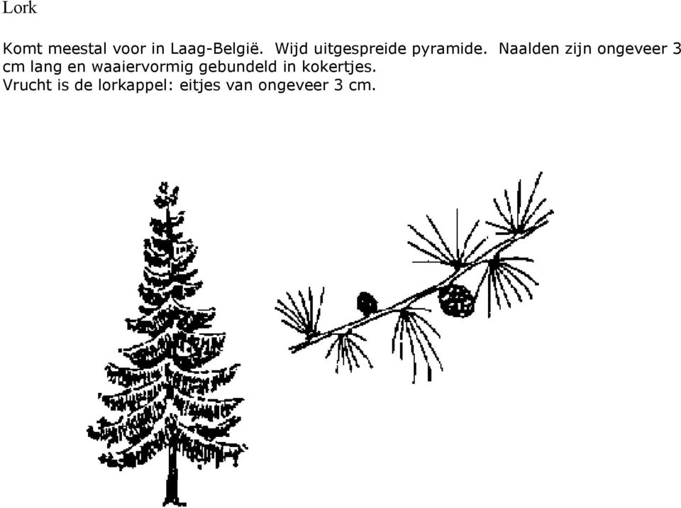 Naalden zijn ongeveer 3 cm lang en