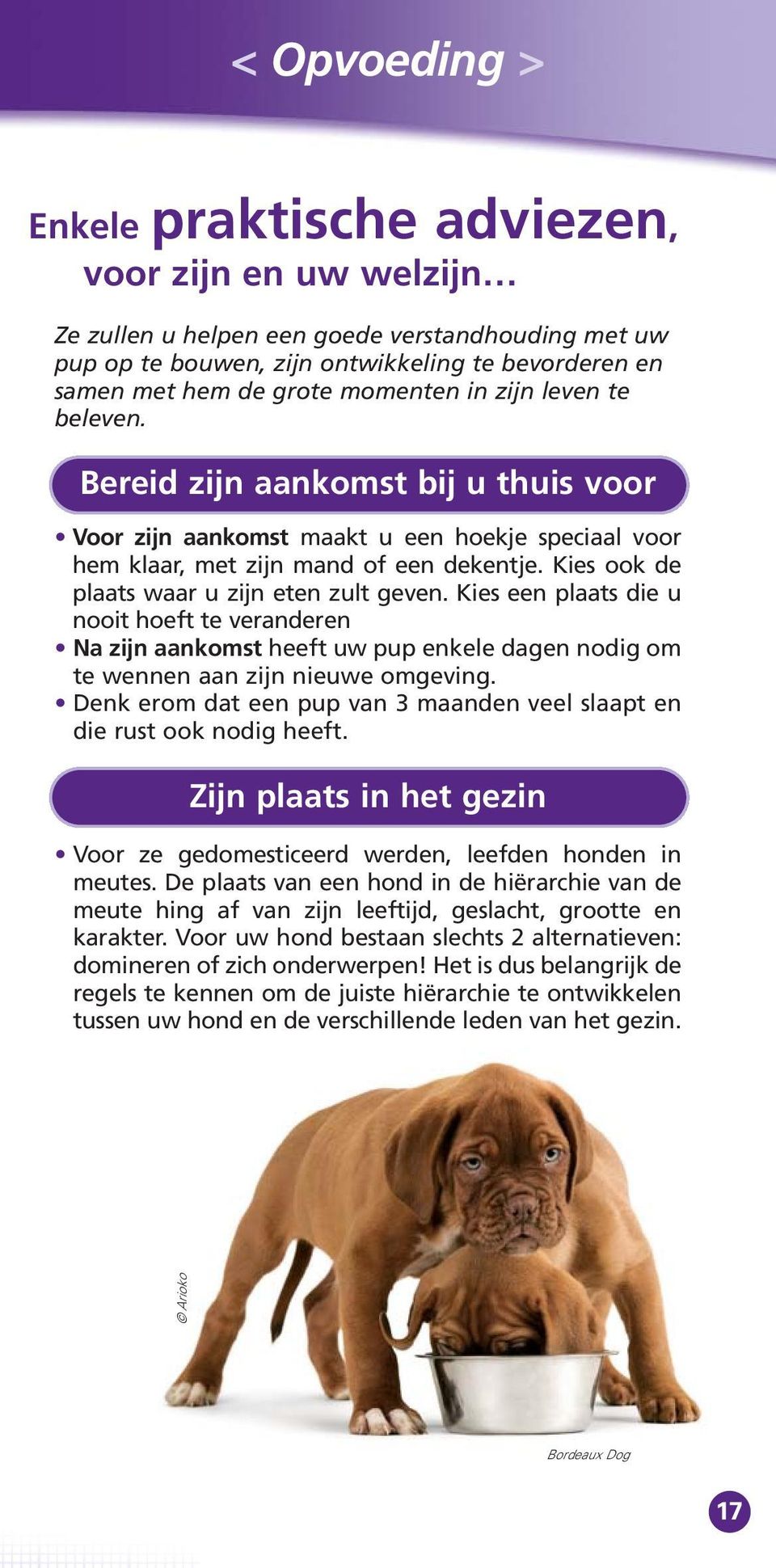 Kies ook de plaats waar u zijn eten zult geven. Kies een plaats die u nooit hoeft te veranderen Na zijn aankomst heeft uw pup enkele dagen nodig om te wennen aan zijn nieuwe omgeving.