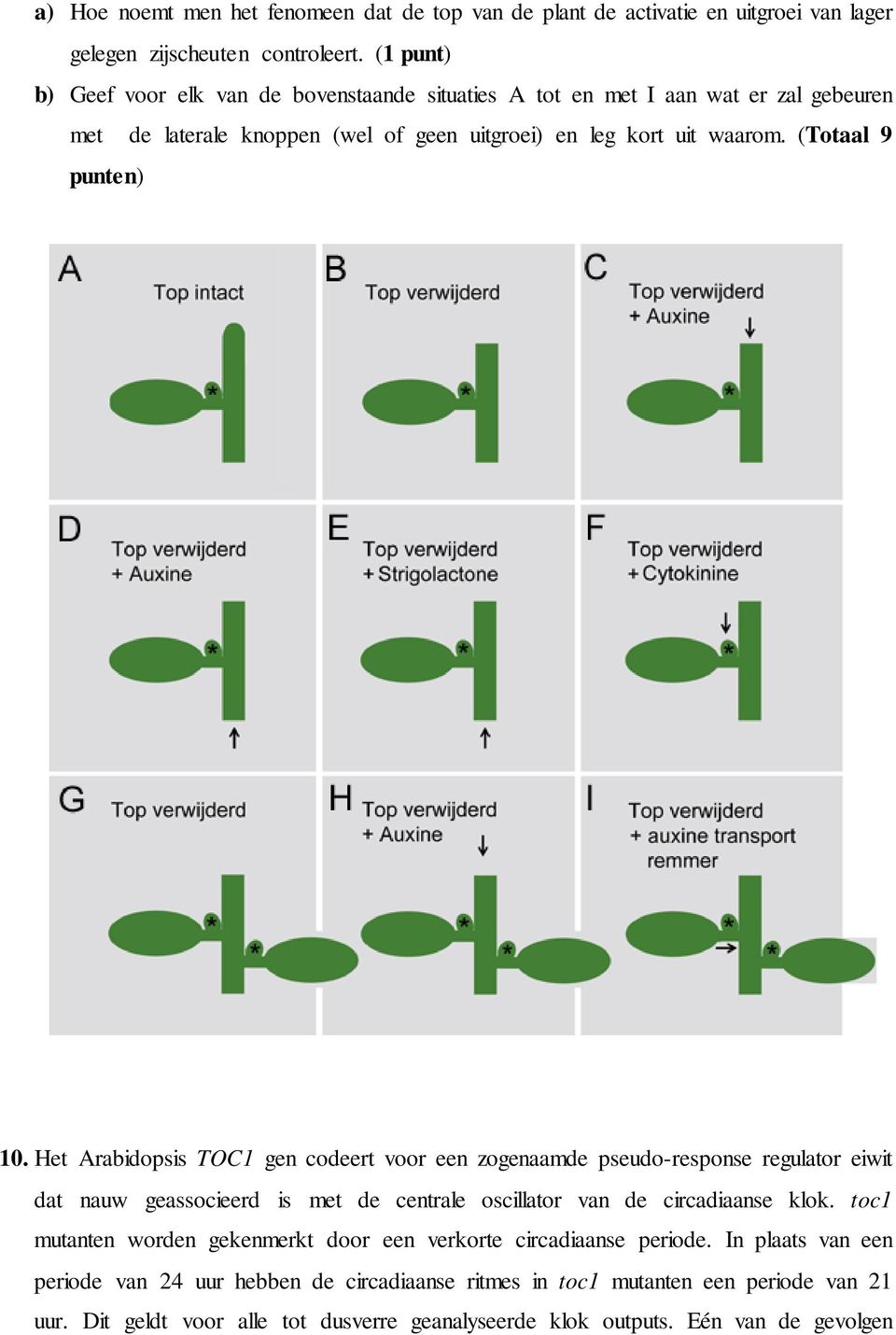 Het Arabidopsis TOC1 gen codeert voor een zogenaamde pseudo-response regulator eiwit dat nauw geassocieerd is met de centrale oscillator van de circadiaanse klok.