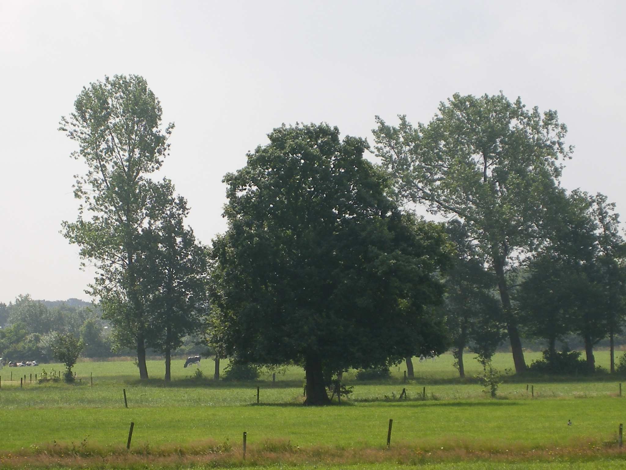 Ook speelt het natuurlijke voorkomen (inheems) een belangrijke rol hierbij. Uitheemse beplanting is slechts zelden als landschappelijk te bestempelen.