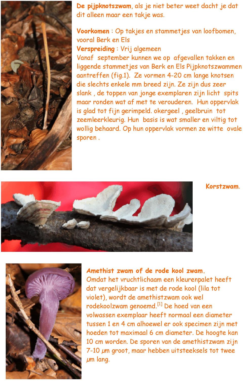 Pijpknotszwammen aantreffen (fig.1). Ze vormen 4-20 cm lange knotsen die slechts enkele mm breed zijn.