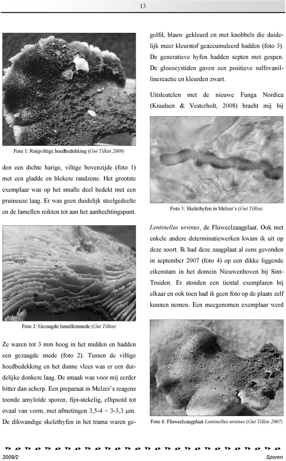 Uitsleutelen met de nieuwe Funga Nordica (Knudsen & Vesterholt, 2008) bracht mij bij Foto 1: Ruigviltige hoedbedekking (Gut Tilkin 2009) den een dichte harige, viltige bovenzijde (foto 1) met een