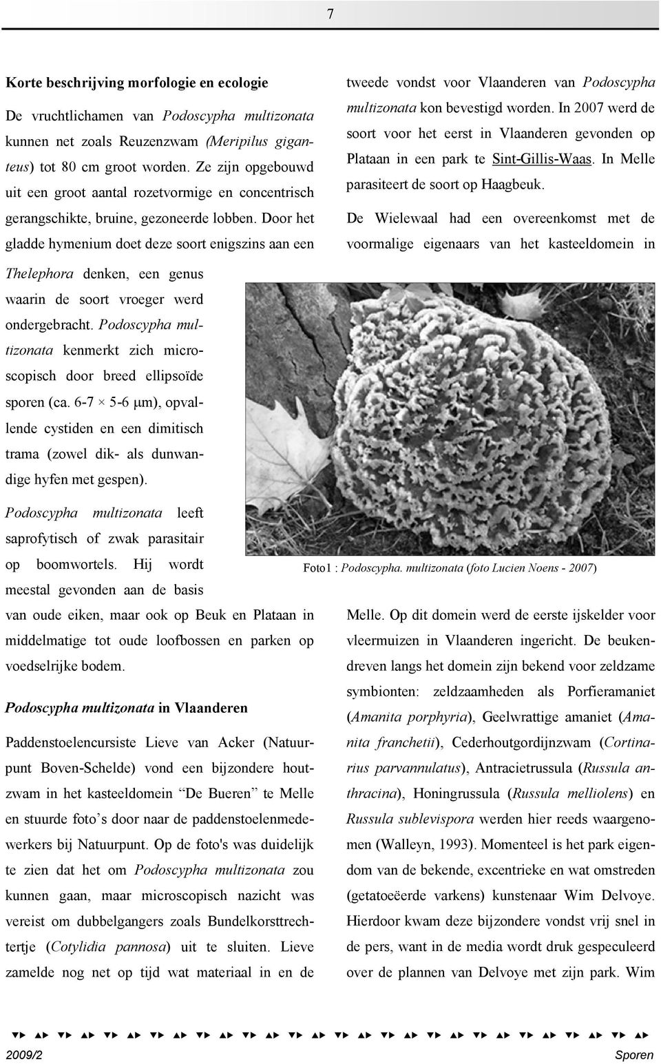 Door het gladde hymenium doet deze soort enigszins aan een tweede vondst voor Vlaanderen van Podoscypha multizonata kon bevestigd worden.