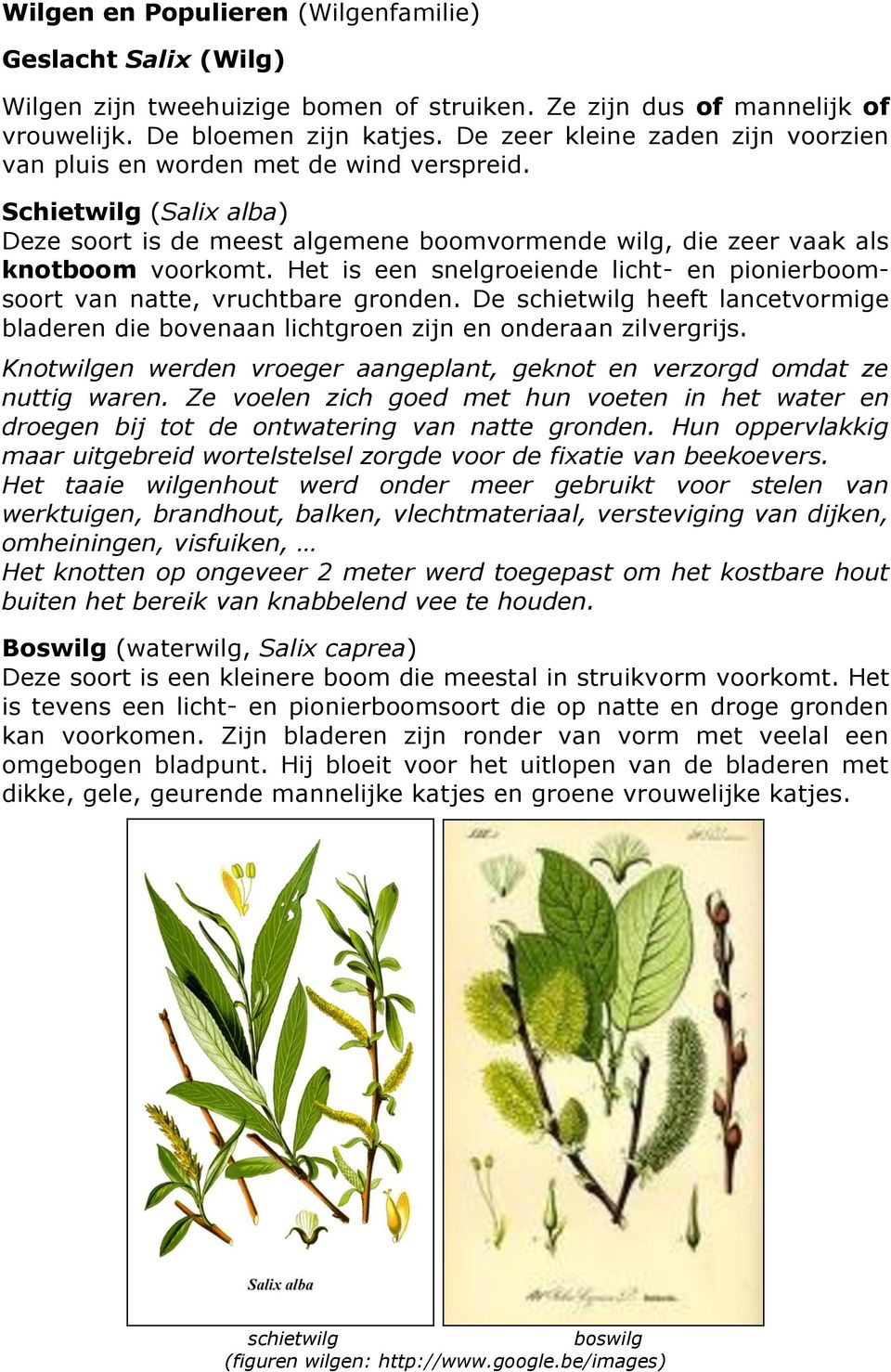 Het is een snelgroeiende licht- en pionierboomsoort van natte, vruchtbare gronden. De schietwilg heeft lancetvormige bladeren die bovenaan lichtgroen zijn en onderaan zilvergrijs.