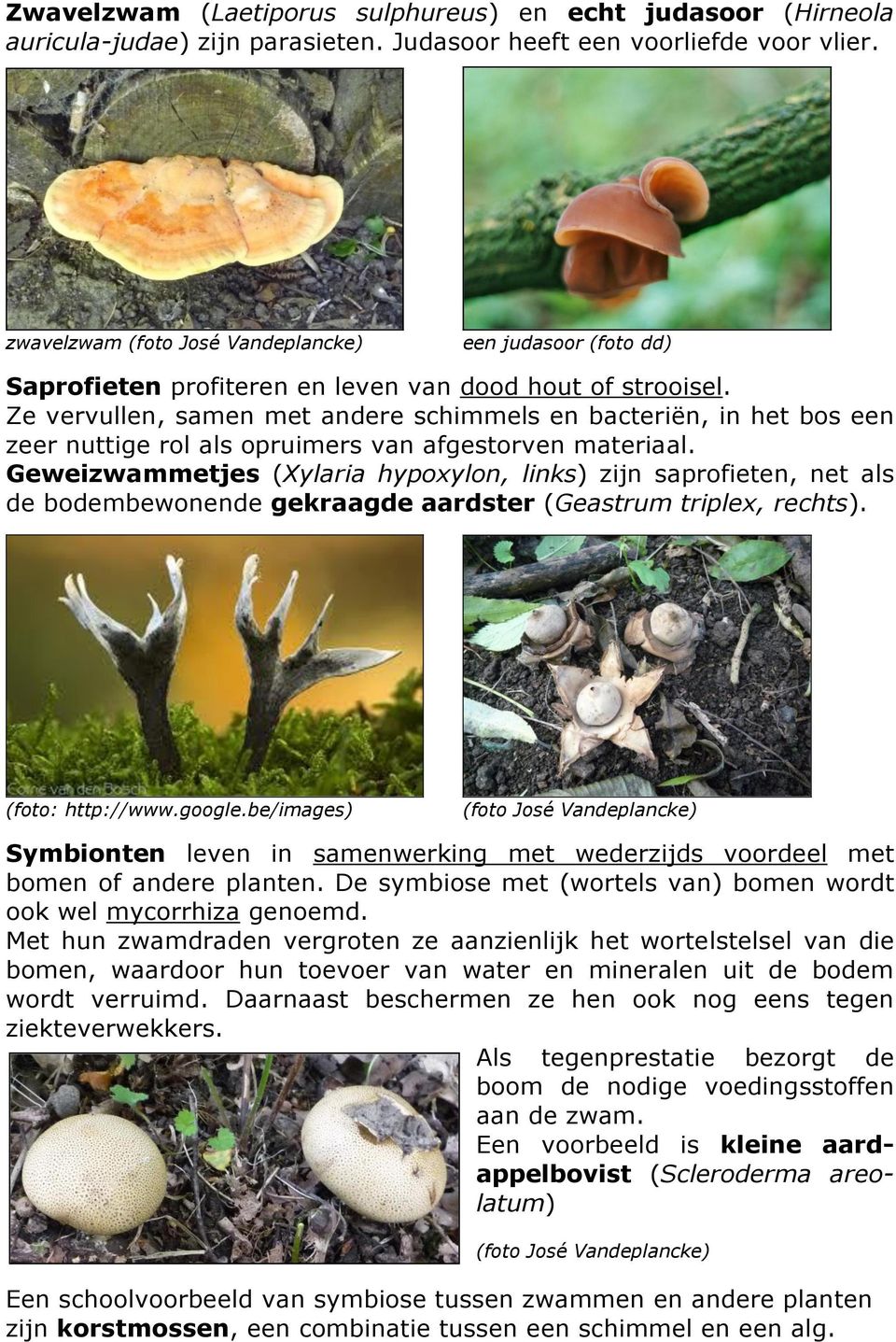 Ze vervullen, samen met andere schimmels en bacteriën, in het bos een zeer nuttige rol als opruimers van afgestorven materiaal.