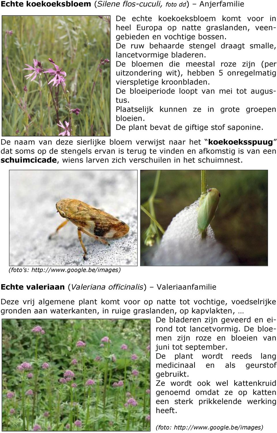 De bloeiperiode loopt van mei tot augustus. Plaatselijk kunnen ze in grote groepen bloeien. De plant bevat de giftige stof saponine.