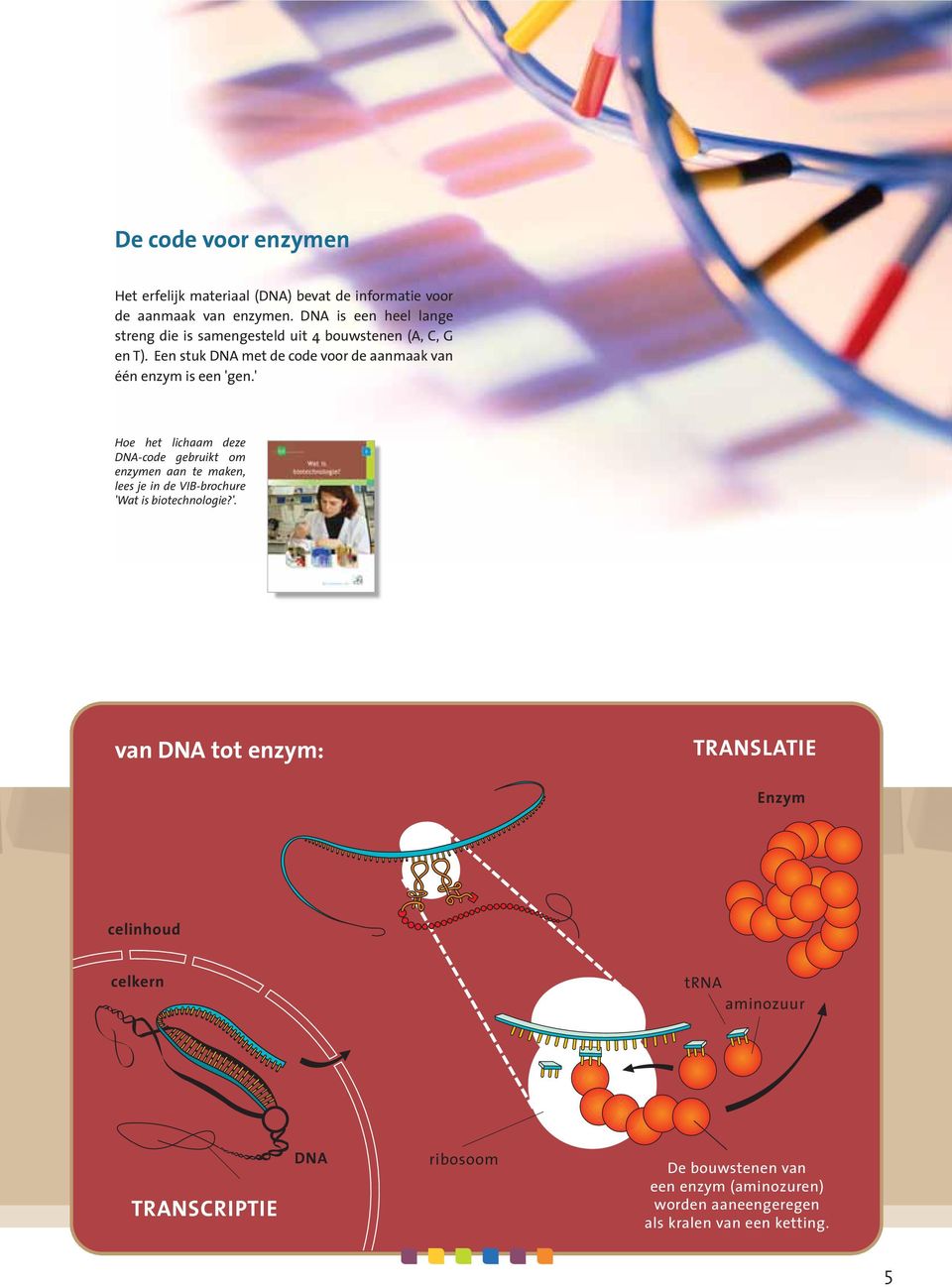Een stuk DNA met de code voor de aanmaak van één enzym is een 'gen.
