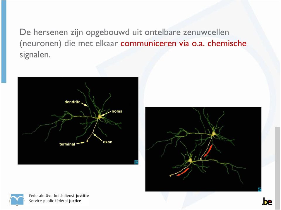 (neuronen) die met elkaar