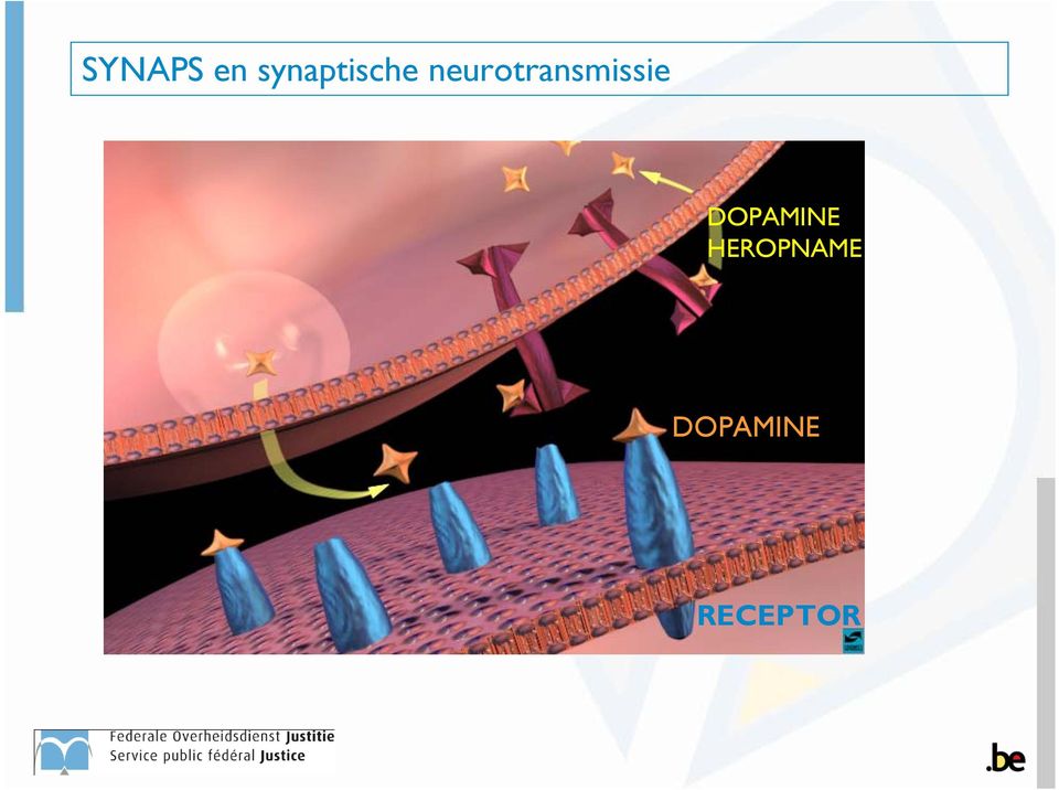 neurotransmissie