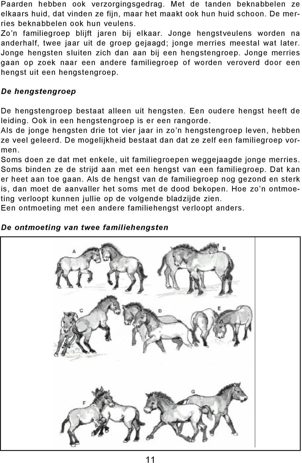 Jonge hengsten sluiten zich dan aan bij een hengstengroep. Jonge merries gaan op zoek naar een andere familiegroep of worden veroverd door een hengst uit een hengstengroep.