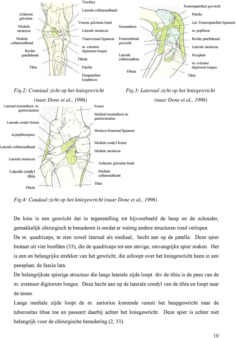 extensor digitorum longus Fibula Patella Parapatellair kraakbeen Femorotibiaal gewricht Laterale collateraalban Fibula Rechte patellaband Laterale meniscus Peesplaat m.