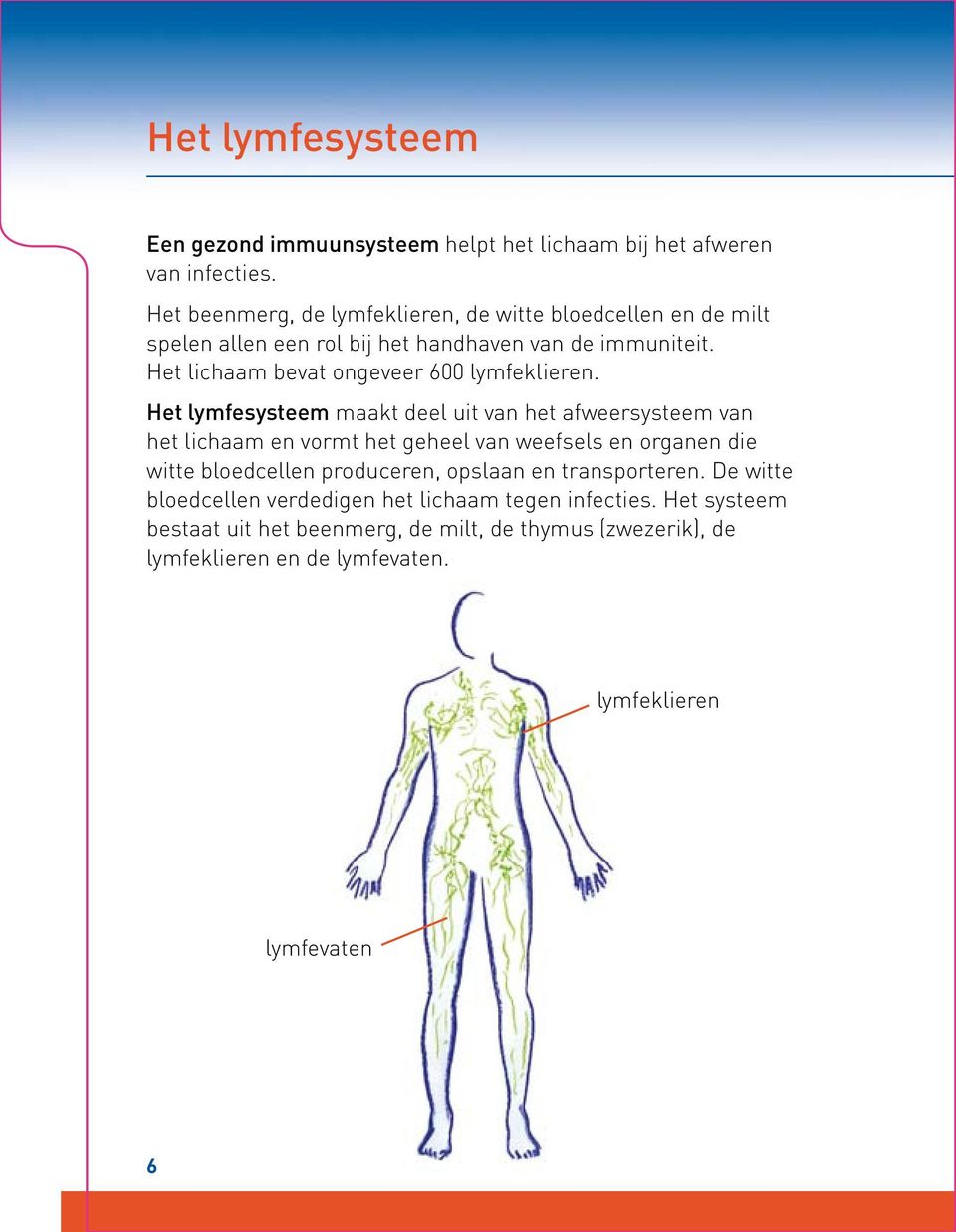 Het lichaam bevat ongeveer 600 lymfeklieren.