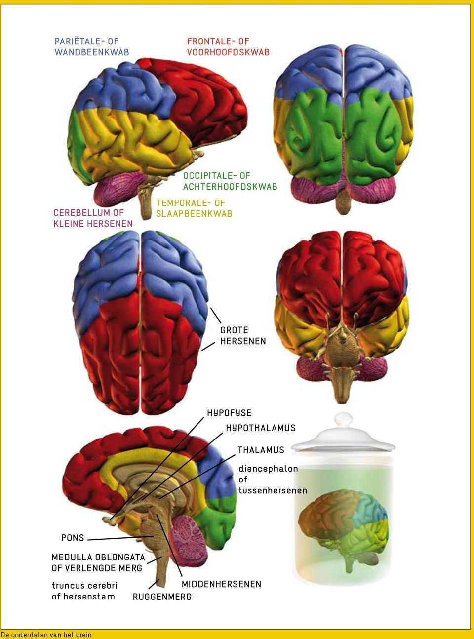 HYPOTHALAMUS THALAMUS diencephalon of tussenhersenen PONS MEDULLA OBLONGATA OF