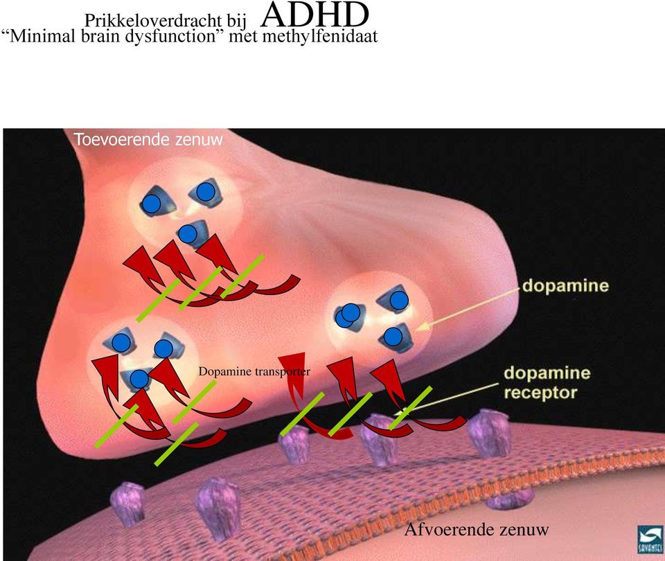 methylfenidaat Toevoerende zenuw