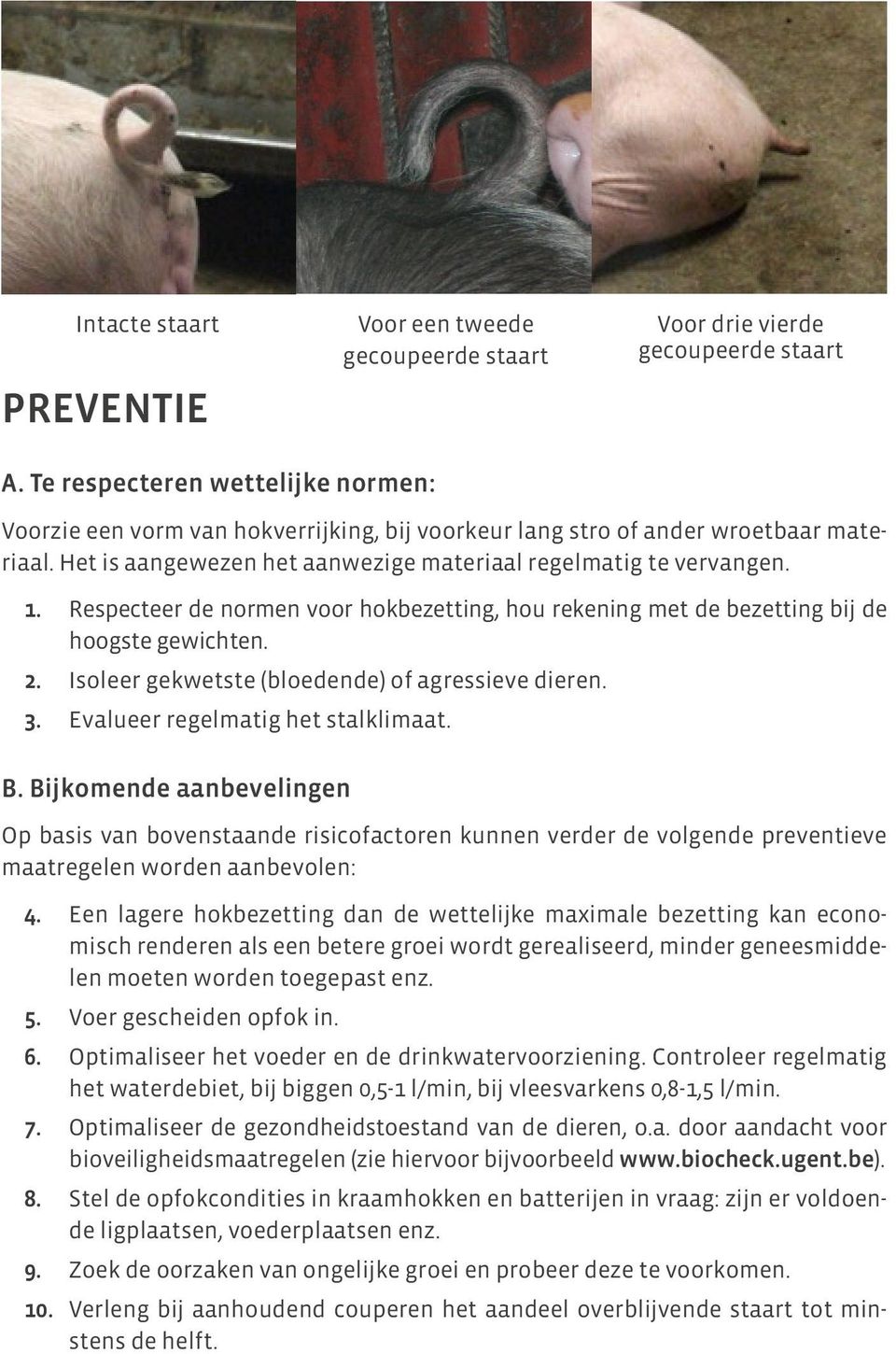 Respecteer de normen voor hokbezetting, hou rekening met de bezetting bij de hoogste gewichten. 2. Isoleer gekwetste (bloedende) of agressieve dieren. 3. Evalueer regelmatig het stalklimaat. B.