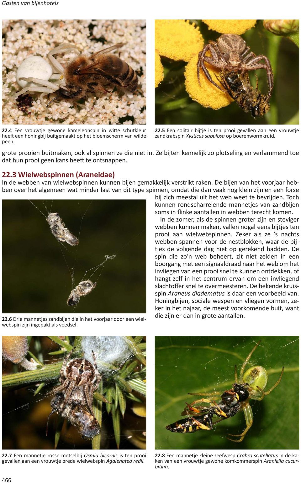 3 Wielwebspinnen (Araneidae) In de webben van wielwebspinnen kunnen bijen gemakkelijk verstrikt raken.