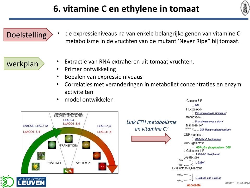 werkplan Extractie van RNA extraheren uit tomaat vruchten.