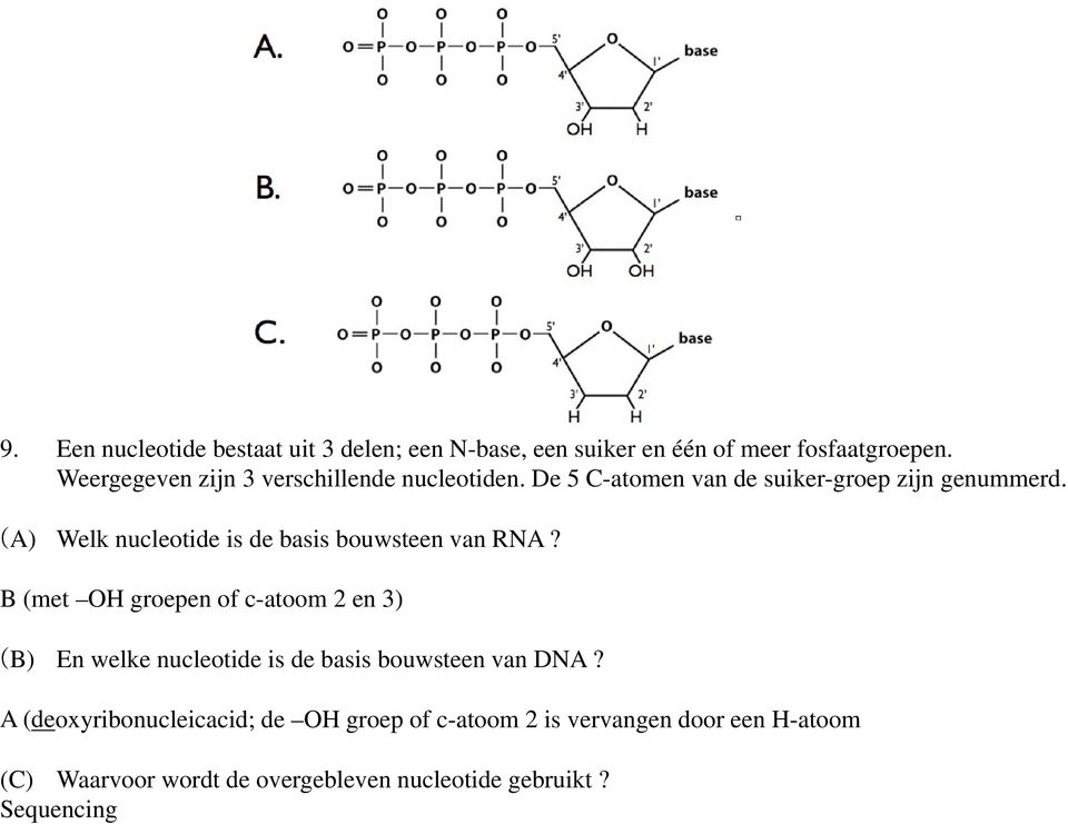 (A) Welk nucleotide is de basis bouwsteen van RNA?