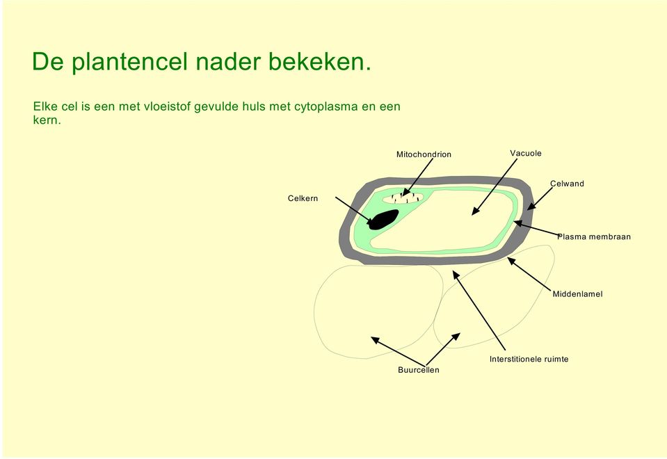 cytoplasma en een kern.