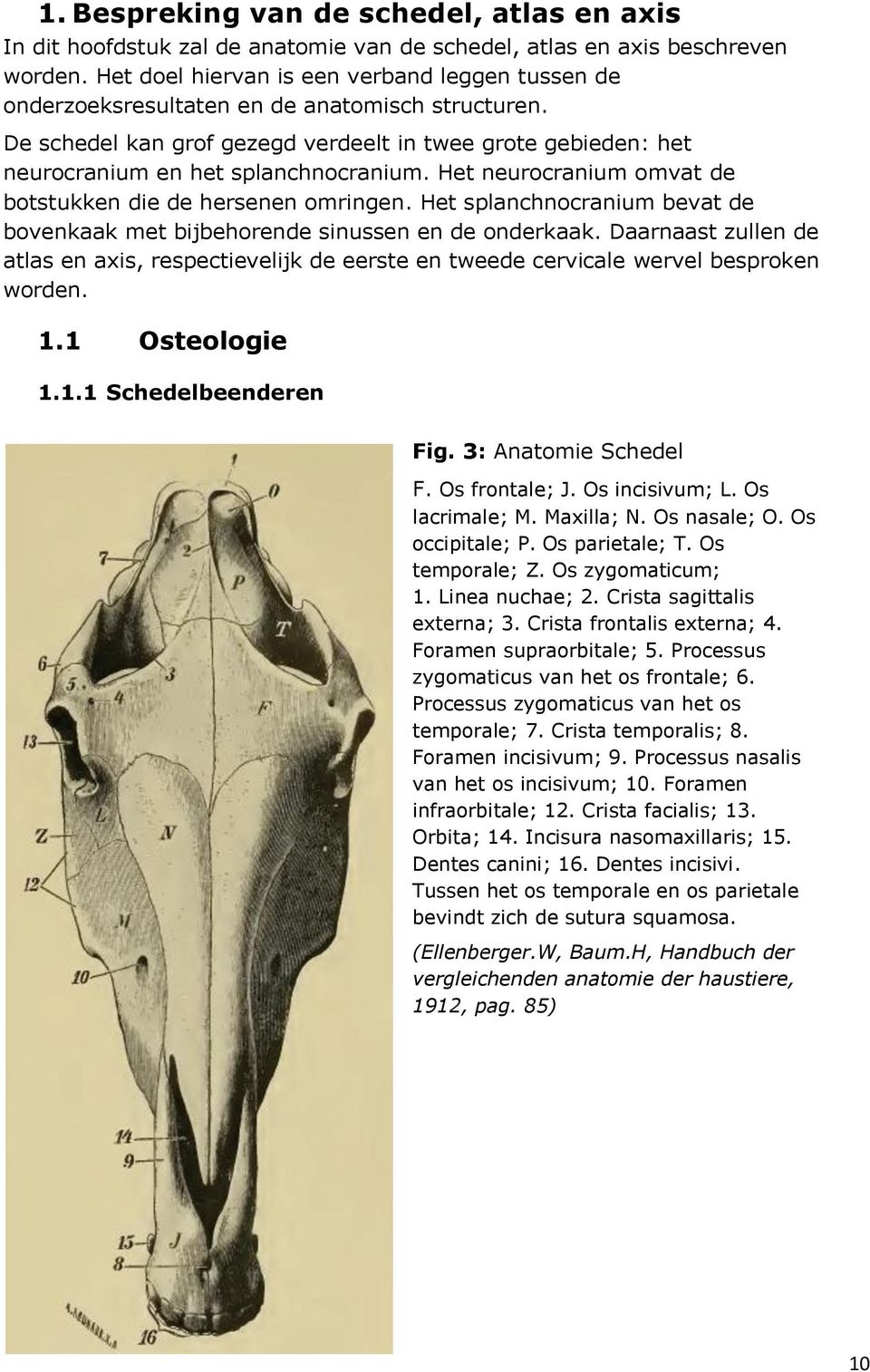 Het neurocranium omvat de botstukken die de hersenen omringen. Het splanchnocranium bevat de bovenkaak met bijbehorende sinussen en de onderkaak.