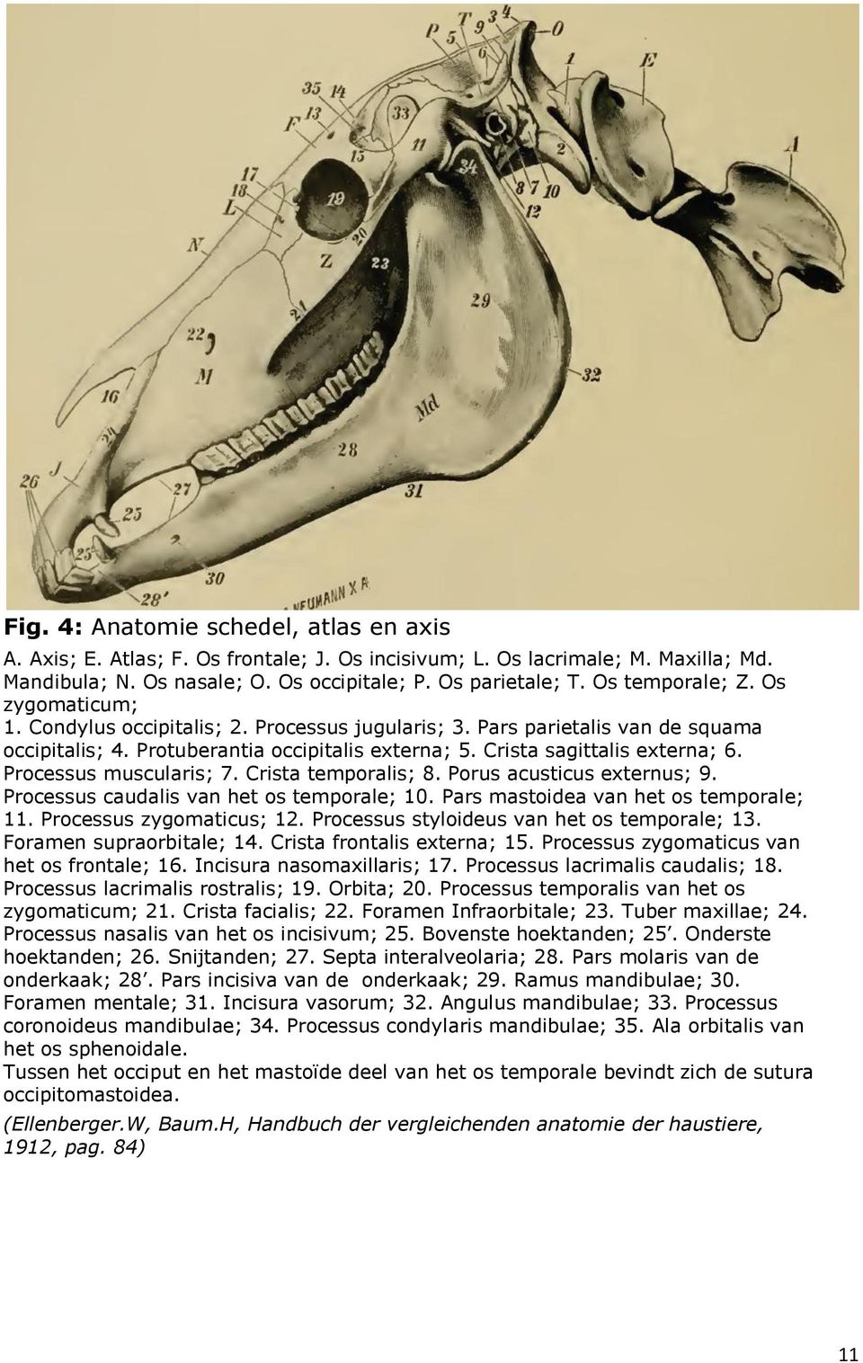 Processus muscularis; 7. Crista temporalis; 8. Porus acusticus externus; 9. Processus caudalis van het os temporale; 10. Pars mastoidea van het os temporale; 11. Processus zygomaticus; 12.