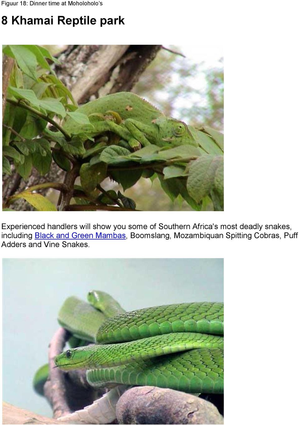 most deadly snakes, including Black and Green Mambas,