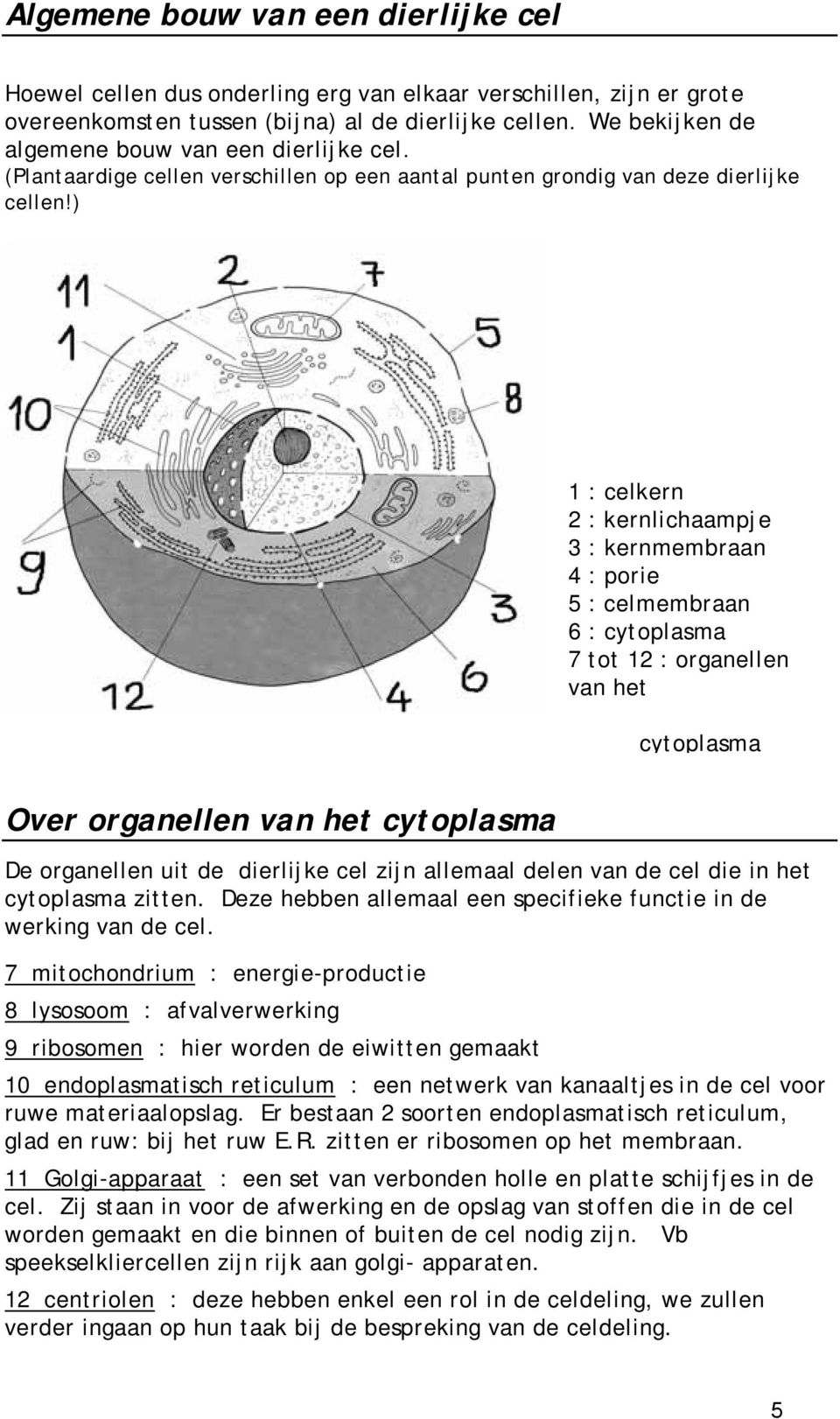 ) 1 : celkern 2 : kernlichaampje 3 : kernmembraan 4 : porie 5 : celmembraan 6 : cytoplasma 7 tot 12 : organellen van het cytoplasma Over organellen van het cytoplasma De organellen uit de dierlijke