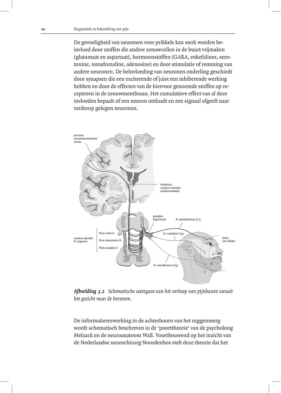 De beïnvloeding van neuronen onderling geschiedt door synapsen die een exciterende of juist een inhiberende werking hebben en door de effecten van de hiervoor genoemde stoffen op receptoren in de