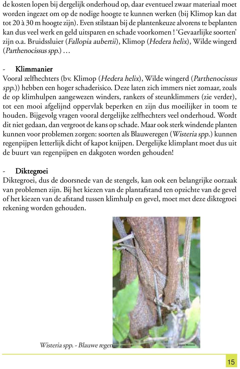 ) - Klimmanier Vooral zelfhechters (bv. Klimop (Hedera helix), Wilde wingerd (Parthenocissus spp.)) hebben een hoger schaderisico.