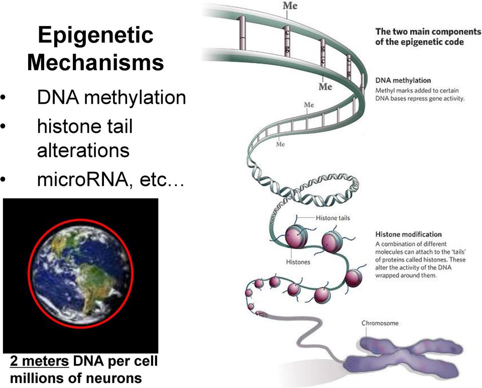 alterations microrna, etc 2