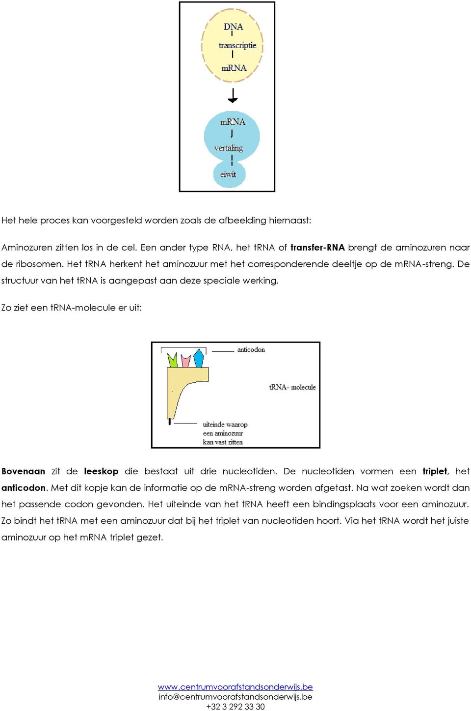 Zo ziet een trna-molecule er uit: Bovenaan zit de leeskop die bestaat uit drie nucleotiden. De nucleotiden vormen een triplet, het anticodon.