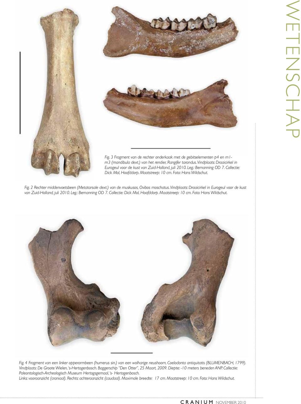 2 Rechter middenvoetsbeen (Metatarsale dext.) van de muskusos, Ovibos moschatus.  4 Fragment van een linker opperarmbeen (humerus sin.