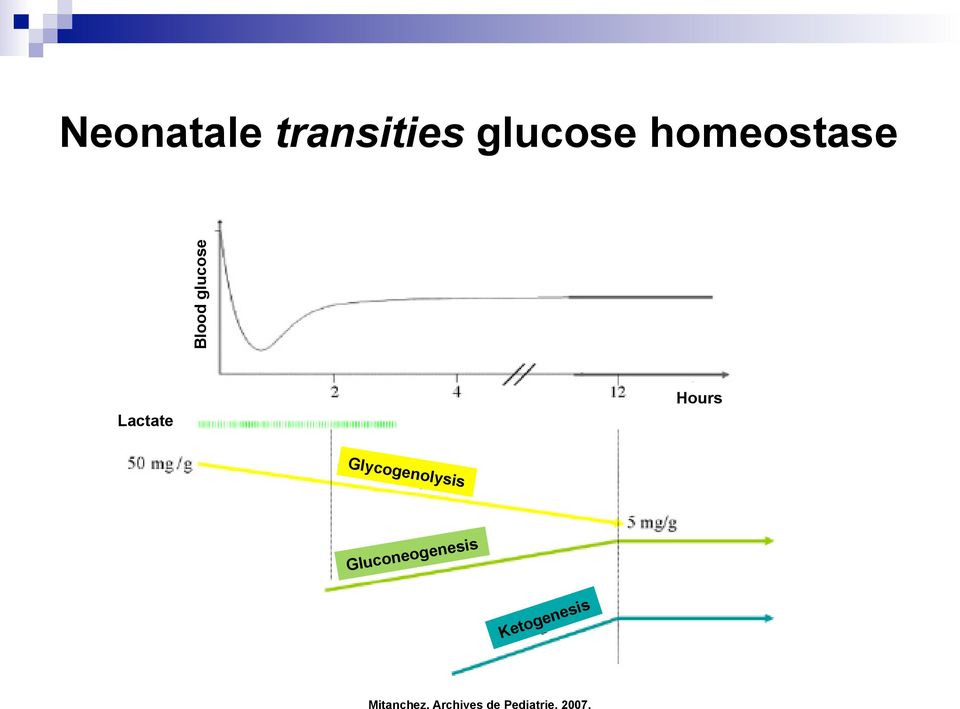 Hours Glycogenolysis Gluconeogenesis