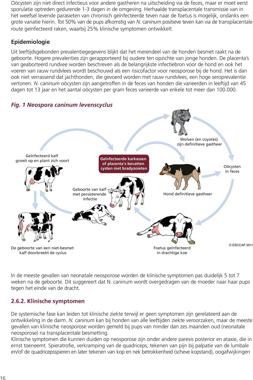 Tot 50% van de pups afkomstig van N. caninum positieve teven kan via de transplacentale route geïnfecteerd raken, waarbij 25% klinische symptomen ontwikkelt.